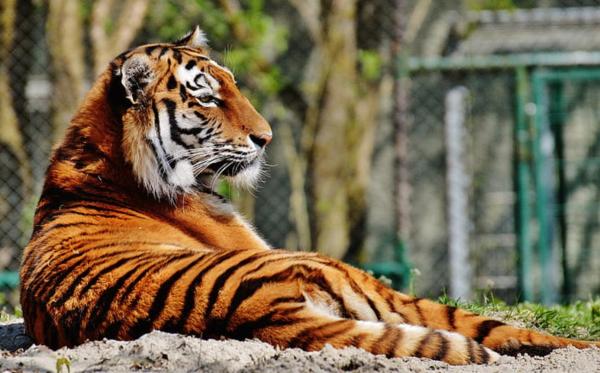 Different Types of Tigers - Living and Extinct Subspecies - South China tiger