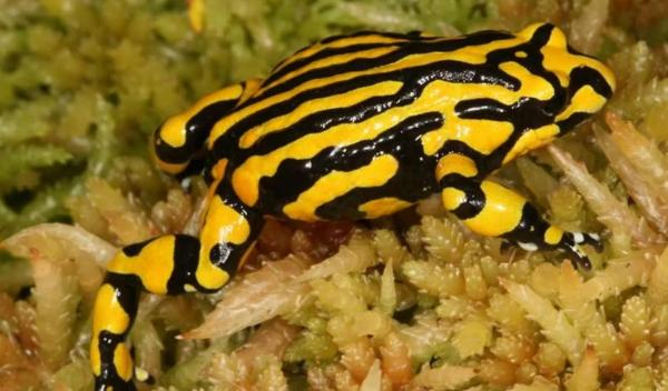 Types of Poisonous Frog Species - Southern corroboree frog (Pseudophryne corroboree)