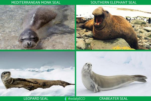 Different Types of Seals - Southern seals (Subfamily Monachinae)