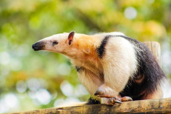 What Animals Eat Ants? - Southern tamandua