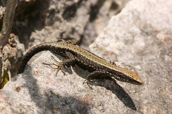 Types of Spanish Lizards - Spanish algyroides