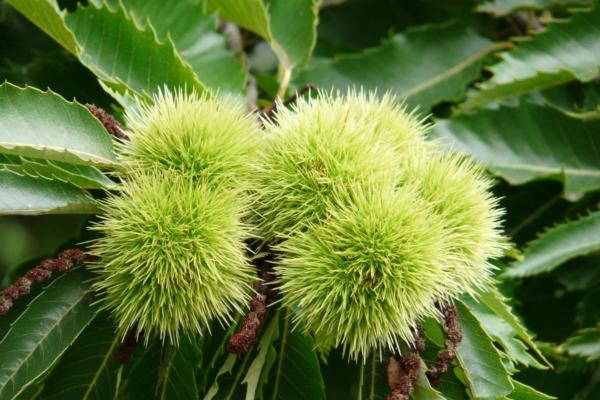 Types of Spanish Trees - With Photos - Spanish chestnut (Castanea sativa)