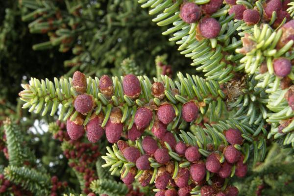 Types of Spanish Trees - With Photos - Spanish fir (Abies pinsapo)