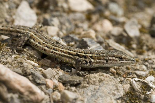 Types of Spanish Lizards - Spanish psammodromus