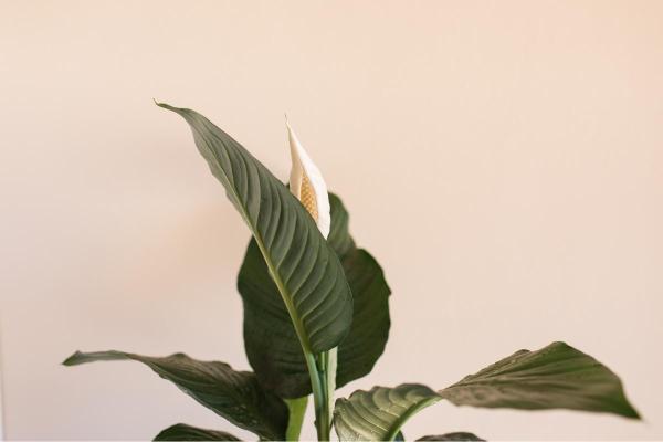 Best Plants for Dark Rooms - Spathiphyllum (Spathiphyllum spp.)