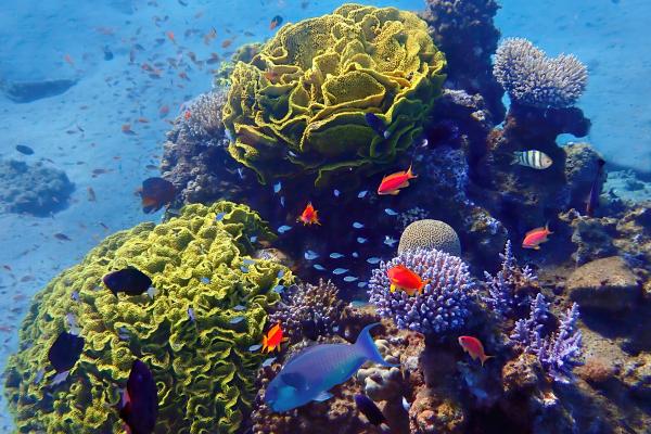 What Are the 3 Types of Species Biodiversity? - Species biodiversity