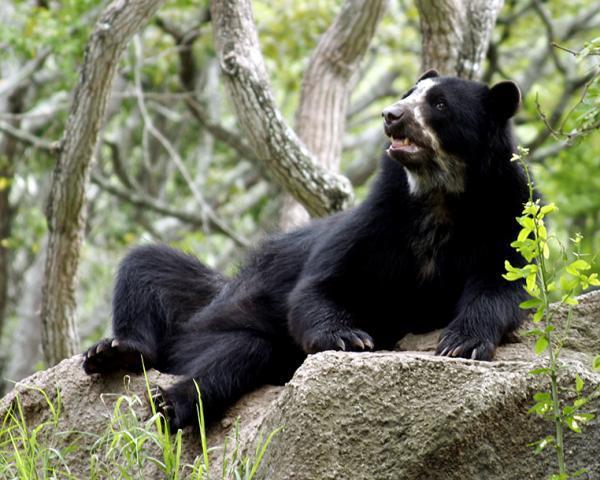 Endangered Wild Animals in Ecuador - Spectacled bear (Tremarctos ornatus)