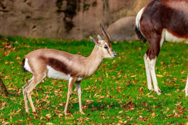 Different Gazelle Species - Speke's gazelle (Gazella spekei)