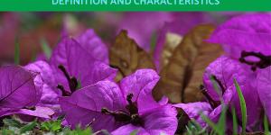 Spermophyte Plants - Seed Plants Definition