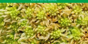 Sphagnum Moss Uses for Plants