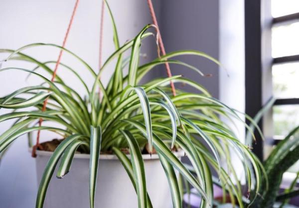 Plants That Absorb Moisture - Spider plant