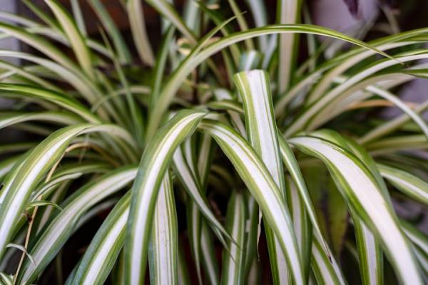 Indoor Plants That Absorb Heat - Spider plant