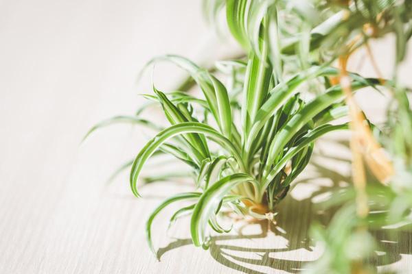 The Best Partial-Shade Plants - Spider plant
