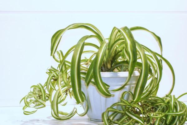 Hanging Plants for Outdoor Spaces - Spider plant (Chlorophytum comosum)