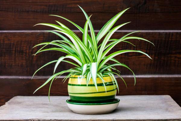 Best Plants for Dark Rooms - Spider plant (Chlorophytum comosum)