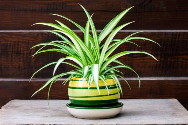 Best Outdoor Plants That Enjoy Shade - Spider plant (Chlorophytum comosum)