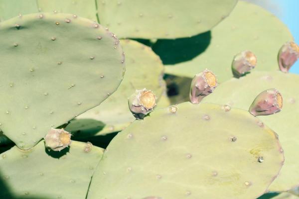 Cactus Without Spines - Spineless Cactus Types - Spineless prickly pear cactus (Opuntia cacanapa 'Ellisiana')