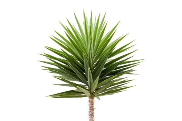 Large and Hardy Indoor Plants - Spineless yucca (Yucca gigantea)