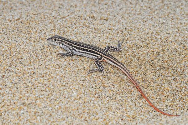 Types of Spanish Lizards - Spiny-footed lizard