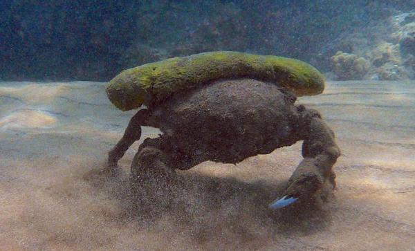 Types of Crabs - Different Crab Species - Sponge crab (Dromia personata)