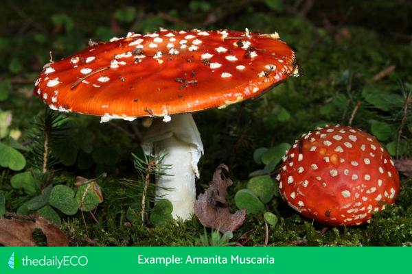 The Structure of Fungi - Sporocarp