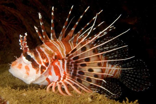 The Most Venomous Fish Types - Spotfin lionfish (Pterois antennata)