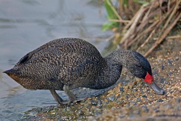 Different Types of Ducks - Spotted duck (Stictonetta naevosa)