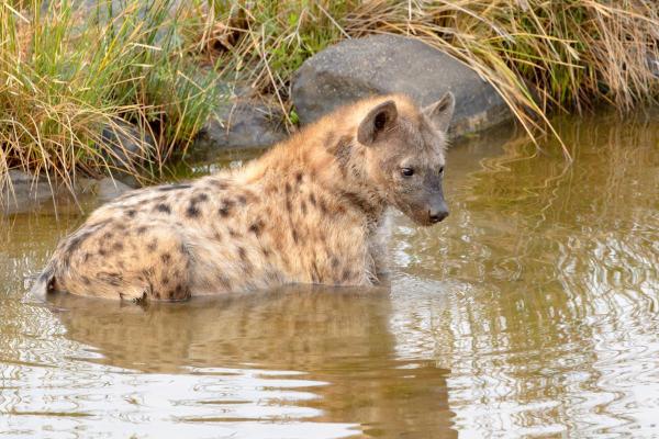 How Many Types of Hyenas Are There? - Spotted hyena