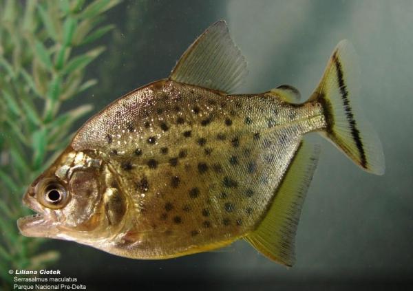 Types of Piscivorous Animals With Examples - Spotted piranha