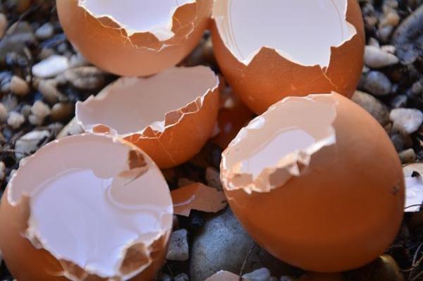 Effective Natural Ways to Get Rid of Slugs and Snails - Sprinkle crushed eggshells for natural snail deterrence