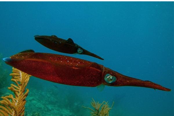 Difference Between Squid and Cuttlefish - Squid characteristics