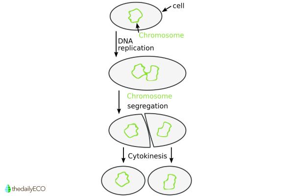 What Is Binary Fission in Biology? - Stages of binary fission in biology