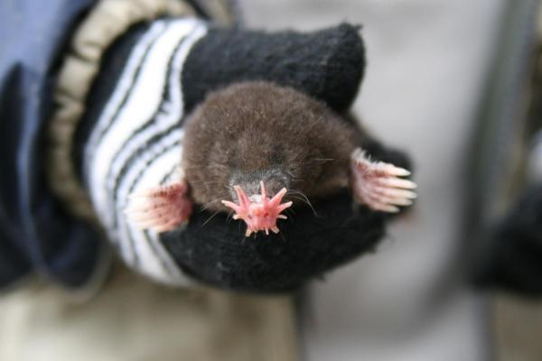 Types of Moles (Animal) - Star-nosed mole (Condylura cristata)