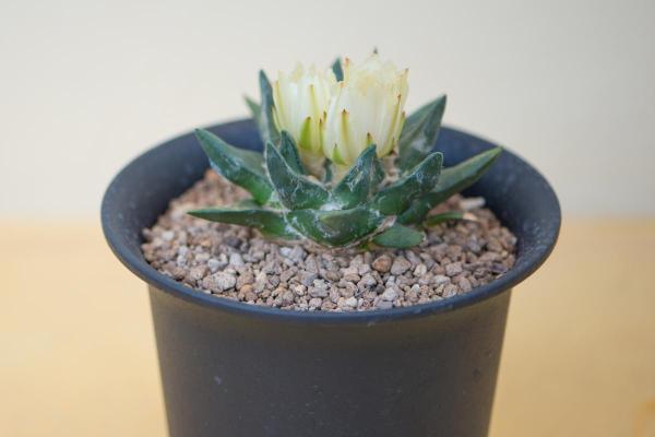 Cactus Without Spines - Spineless Cactus Types - Star rock cactus (Ariocarpus retusus)