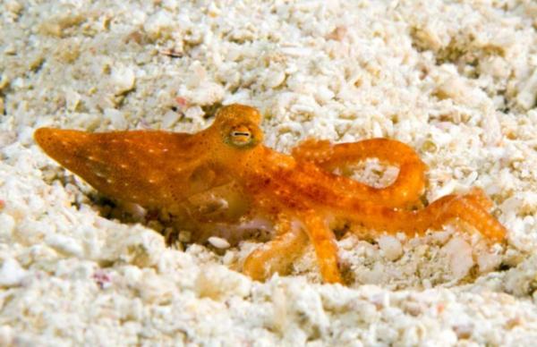 Different Types of Octopus Species - Star-sucker pygmy octopus (Octopus wolfi)