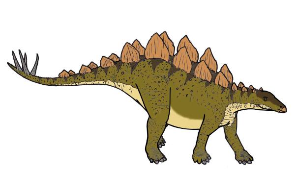 What Dinosaurs Were Found in Spain? - Stegosaurus sp.