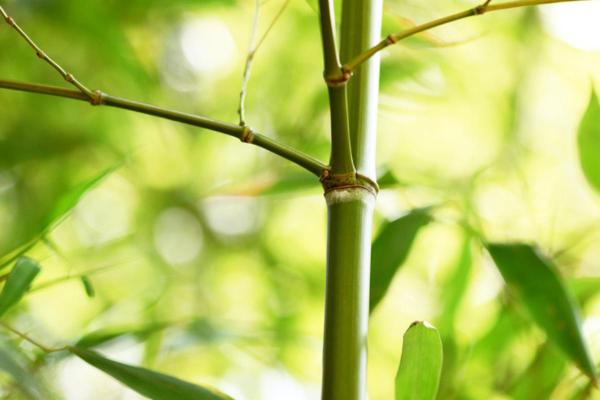 Parts of a Plant and Their Functions - Stem