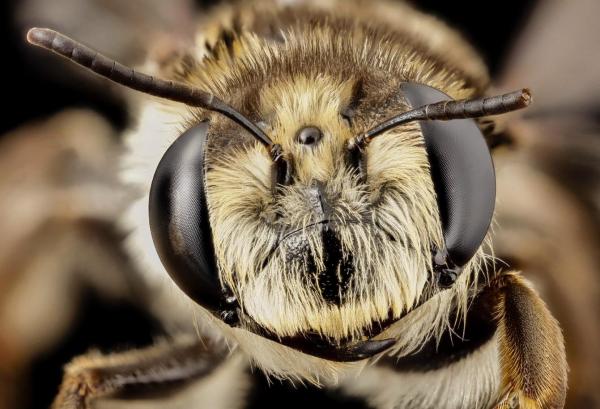 Different Types of Bees - Bee Identification Guide - Stenotritidae bees