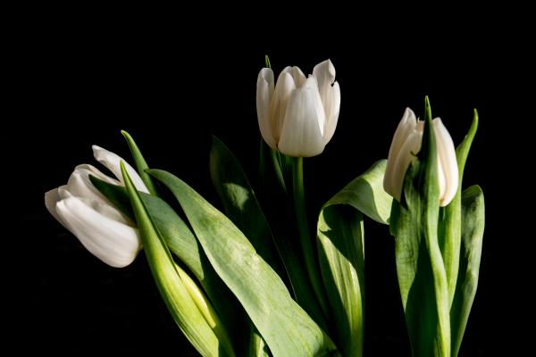 How to Grow Bulbs in Water - Step-by-step guide to growing bulbs in water