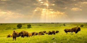 Steppe Biome Animals and Plants