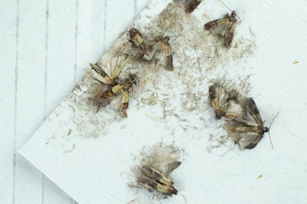 Worms Hanging From the Ceiling - Sticky traps