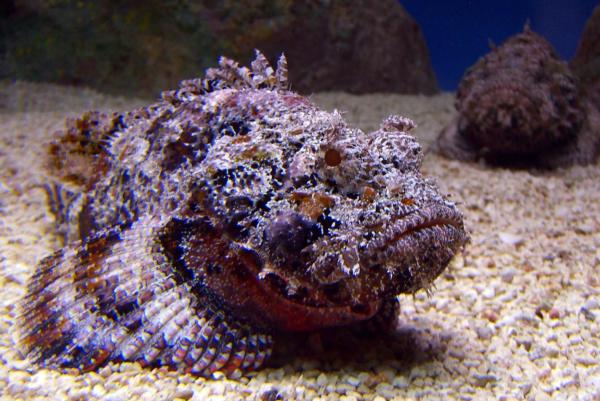 The Most Venomous Fish Types - Stonefish (Synanceia sp.)