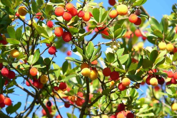Types of Spanish Trees - With Photos - Strawberry tree (Arbutus unedo)