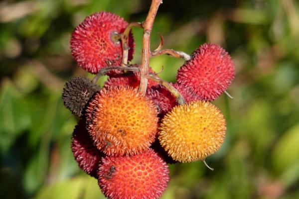 Best Shrubs to Plant in Fall - Strawberry Tree (Arbutus unedo)