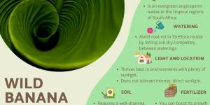 Strelitzia Nicolai or Wild Banana Care Guide