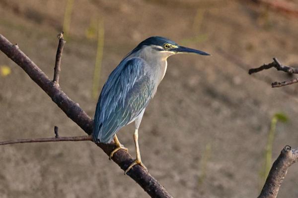 Types of Wading Birds - Striated heron (Butorides striata)