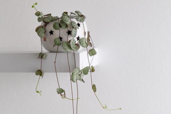 Top Indoor Climbing Plants for Beginners - String of Hearts (Ceropegia woodii)