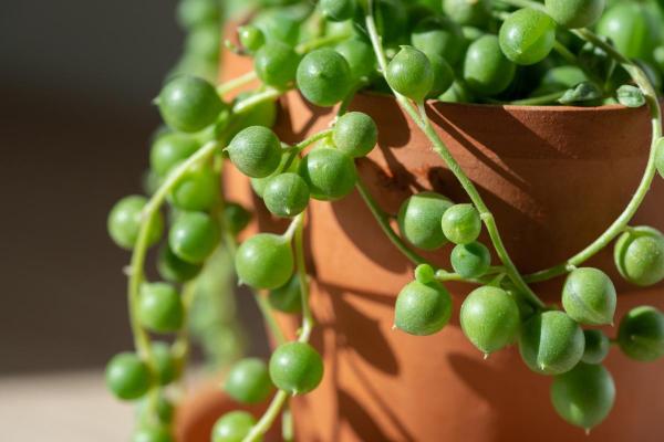 Hanging Plants for Outdoor Spaces - String-of-pearls (Senecio rowleyanus)