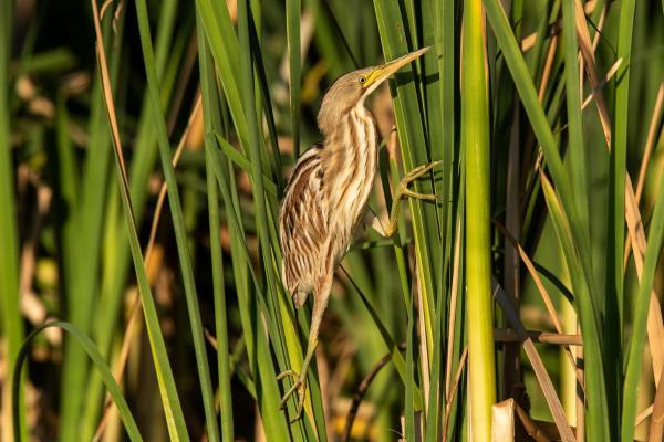 Types of Heron Birds - Stripe-backed bittern