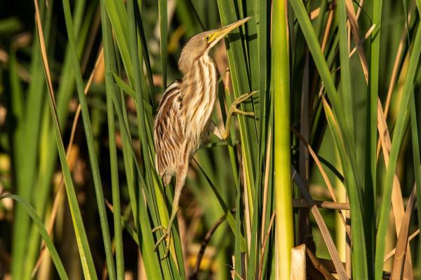 Types of Wading Birds - Stripe-backed bittern (Botaurus involucris)